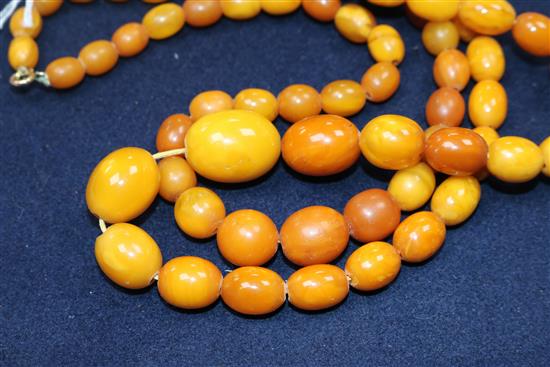Two single strand graduated oval amber bead necklaces,